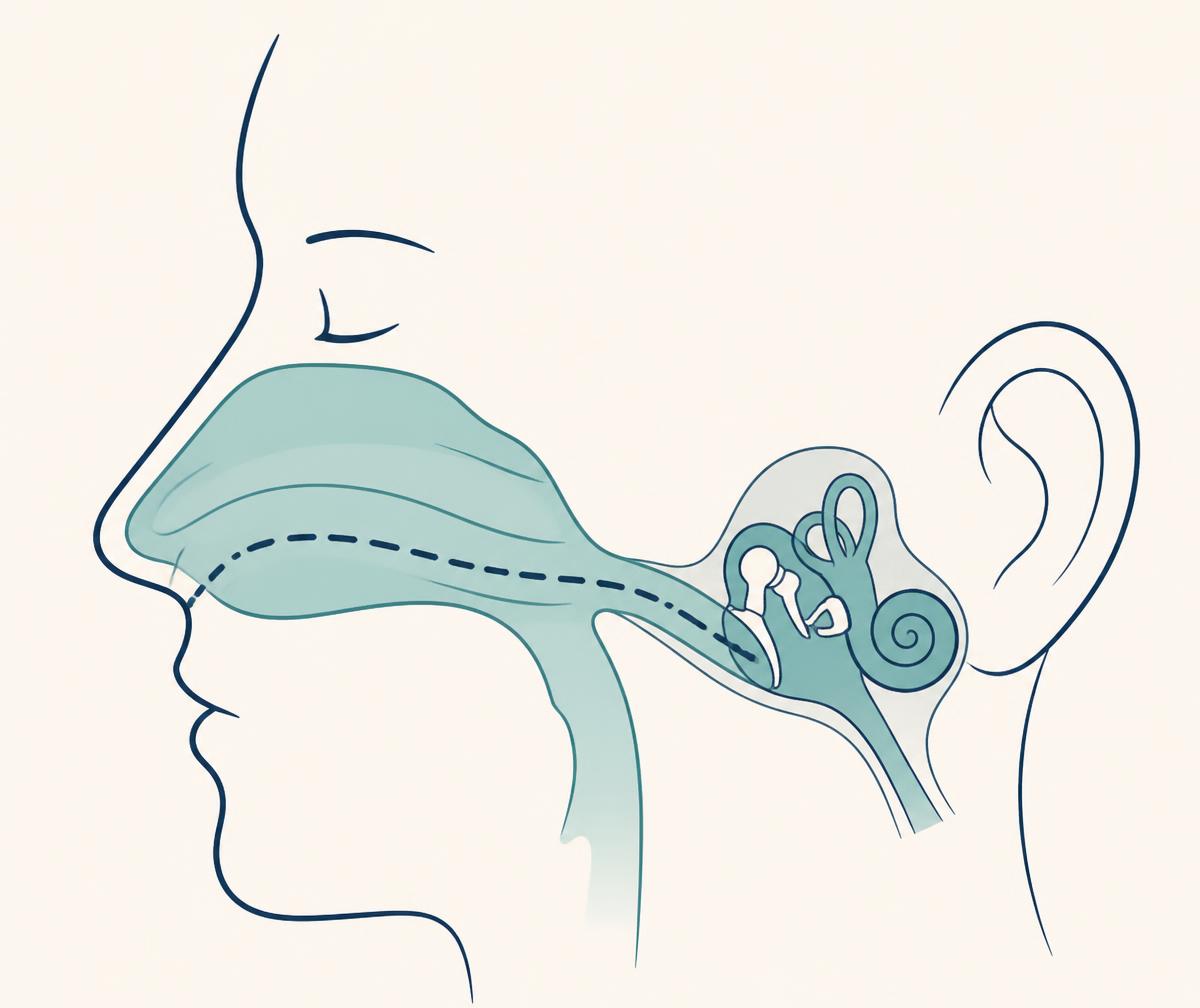 Simple educational illustration showing the path from the nose through the Eustachian tube to the middle ear